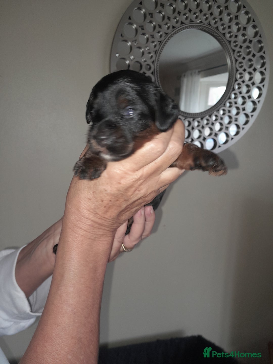 Cockapoo dogs for sale: F1 cockerpoo puppies - Image 4