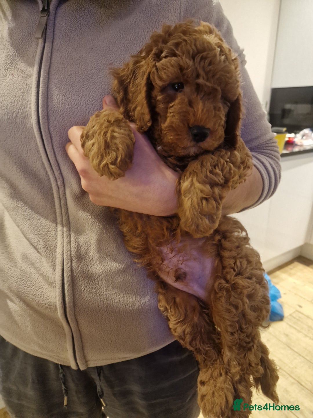 Cockapoo dogs for sale: Apricot coloured cockapoo boy - Advert 12