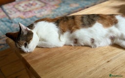 American Wirehair cats for sale: Female American wirehair Calico  - Image 5
