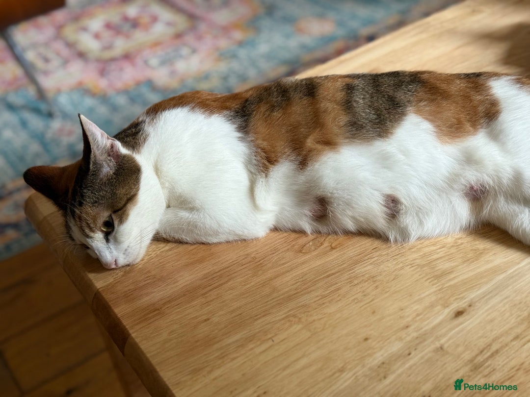 American Wirehair cats for sale: Female American wirehair Calico  - Image 5