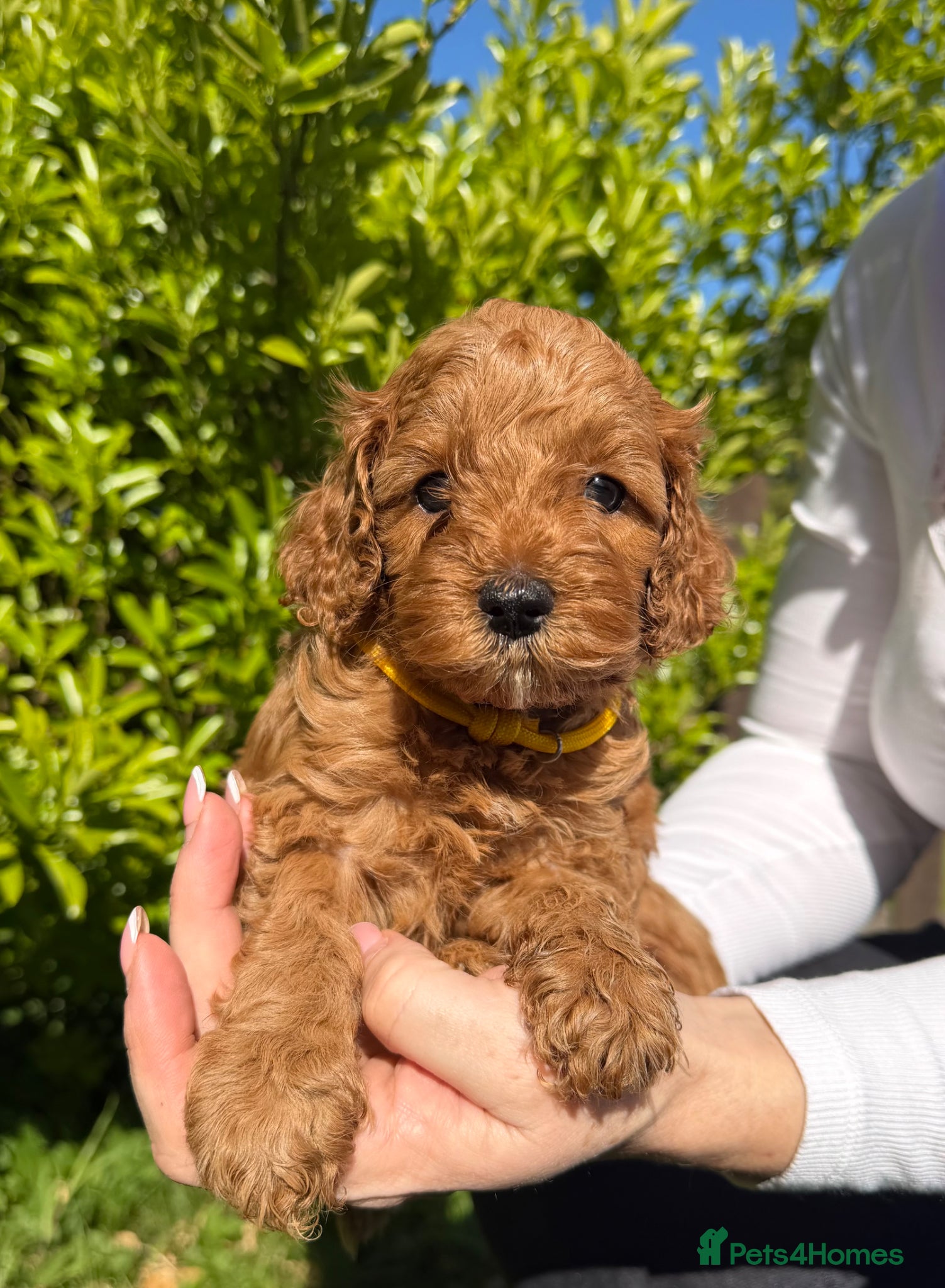 Cavapoo dogs DNA Tested parents - F2 cavapoo puppies  - Advert 2