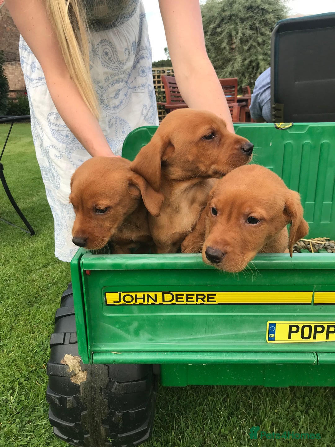 Labrador Retriever dogs for sale: FOX RED LABRADOR PUPPIES FOR SALE - Image 7