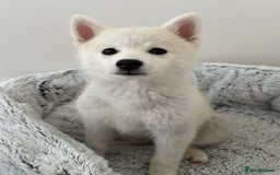 Pomsky dogs for sale: Pomsky F3 - Image 7