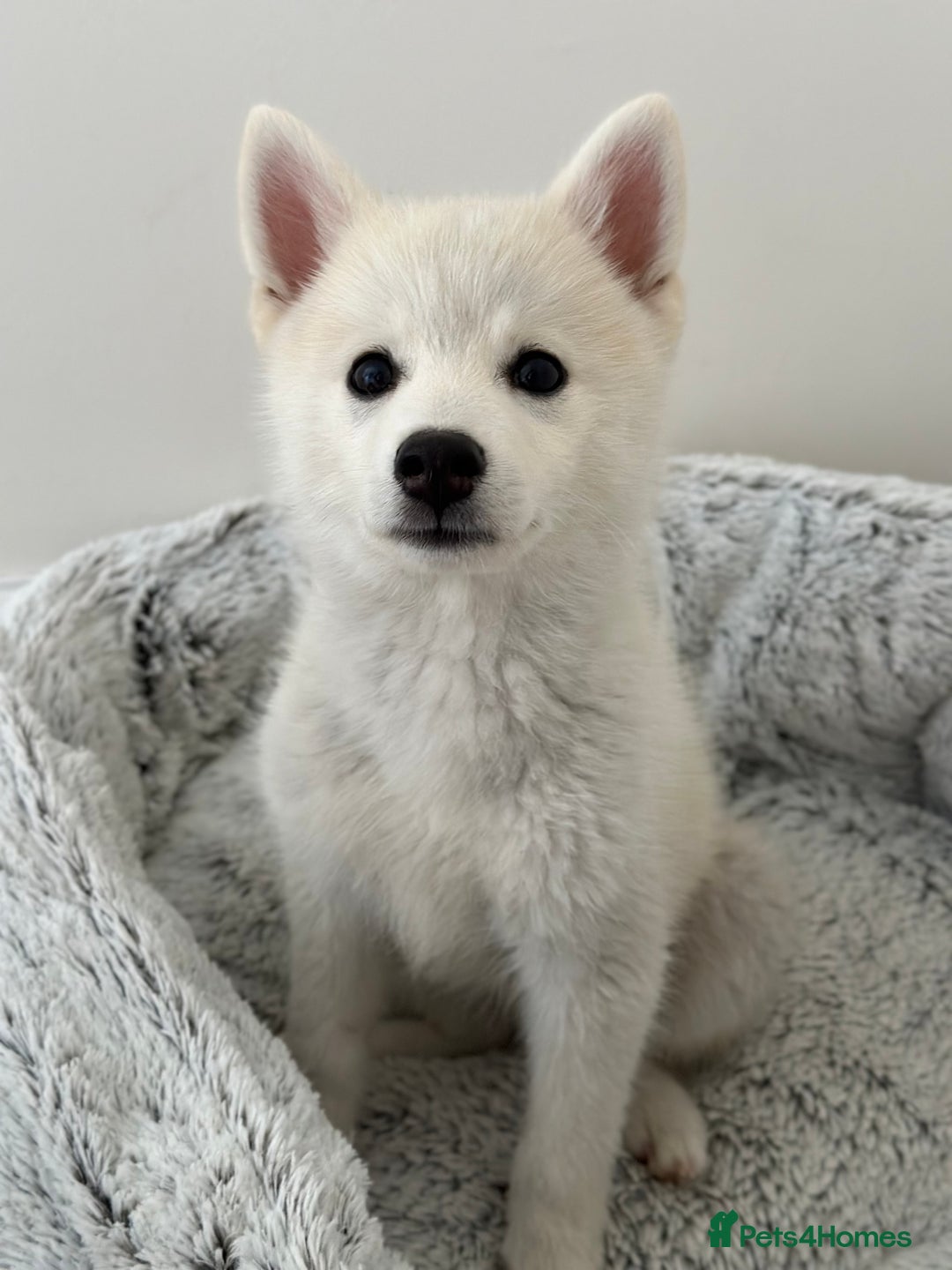 Pomsky dogs for sale: Pomsky F3 - Image 7