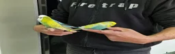 Budgerigars birds for sale: Super Silly hand tamed budgies  - Advert 4