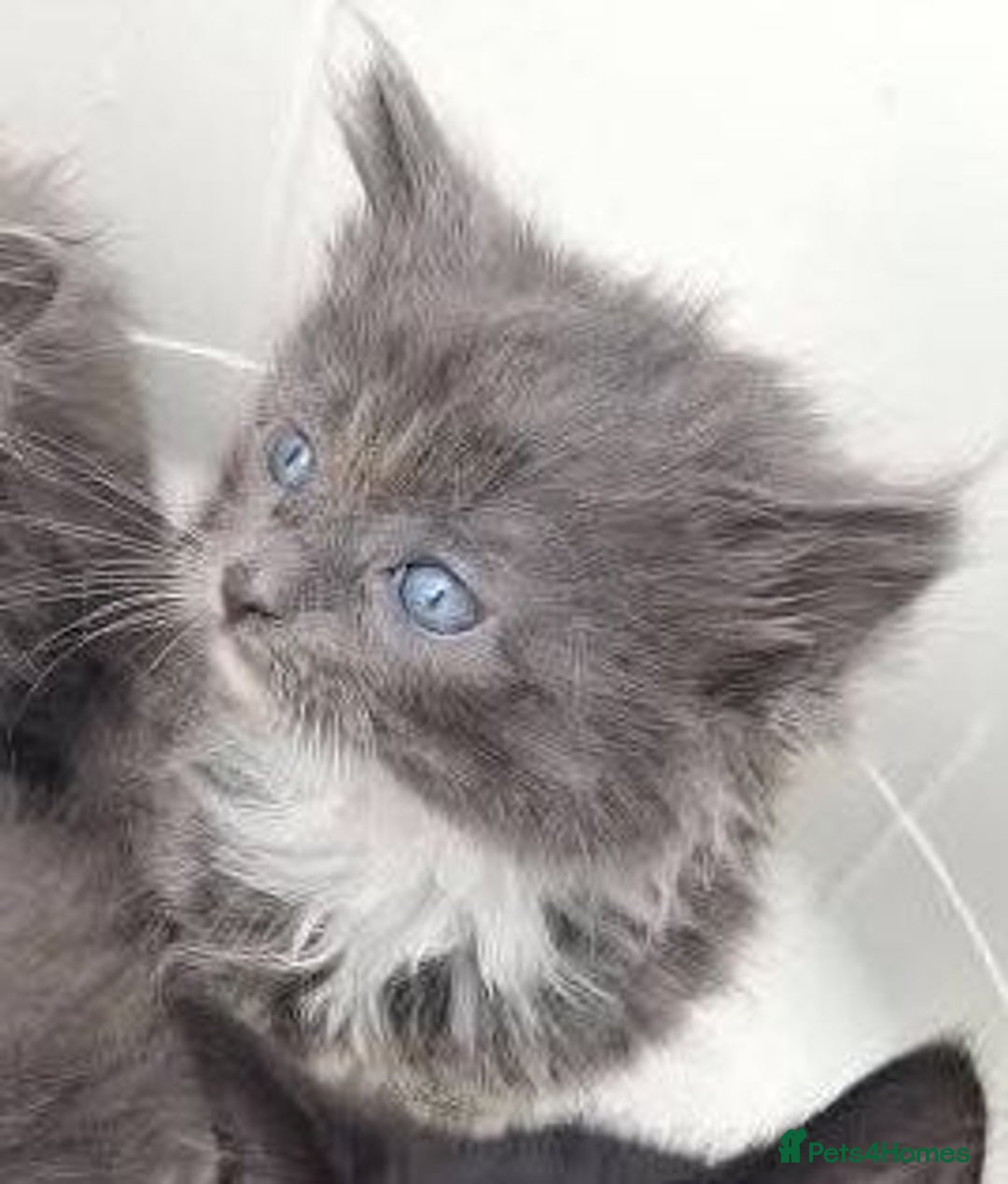 Mixed Breed cats for sale: La Perm X Kittens. - Image 3