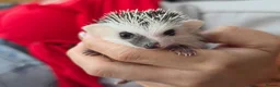 Pygmy Hedgehog rodents for sale: Male split faces african pigmy hedgehog  - Advert 2