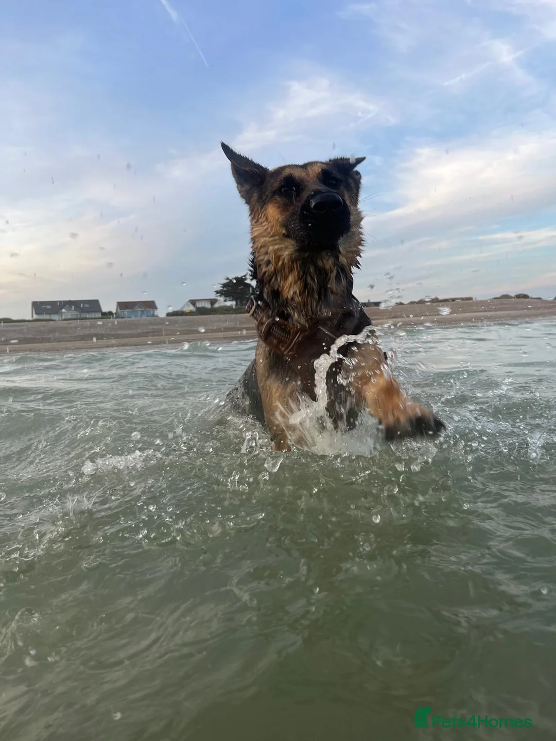 German Shepherd dogs for sale: Home needed for 2 year old German Shepherd  in Horsham - Advert 2