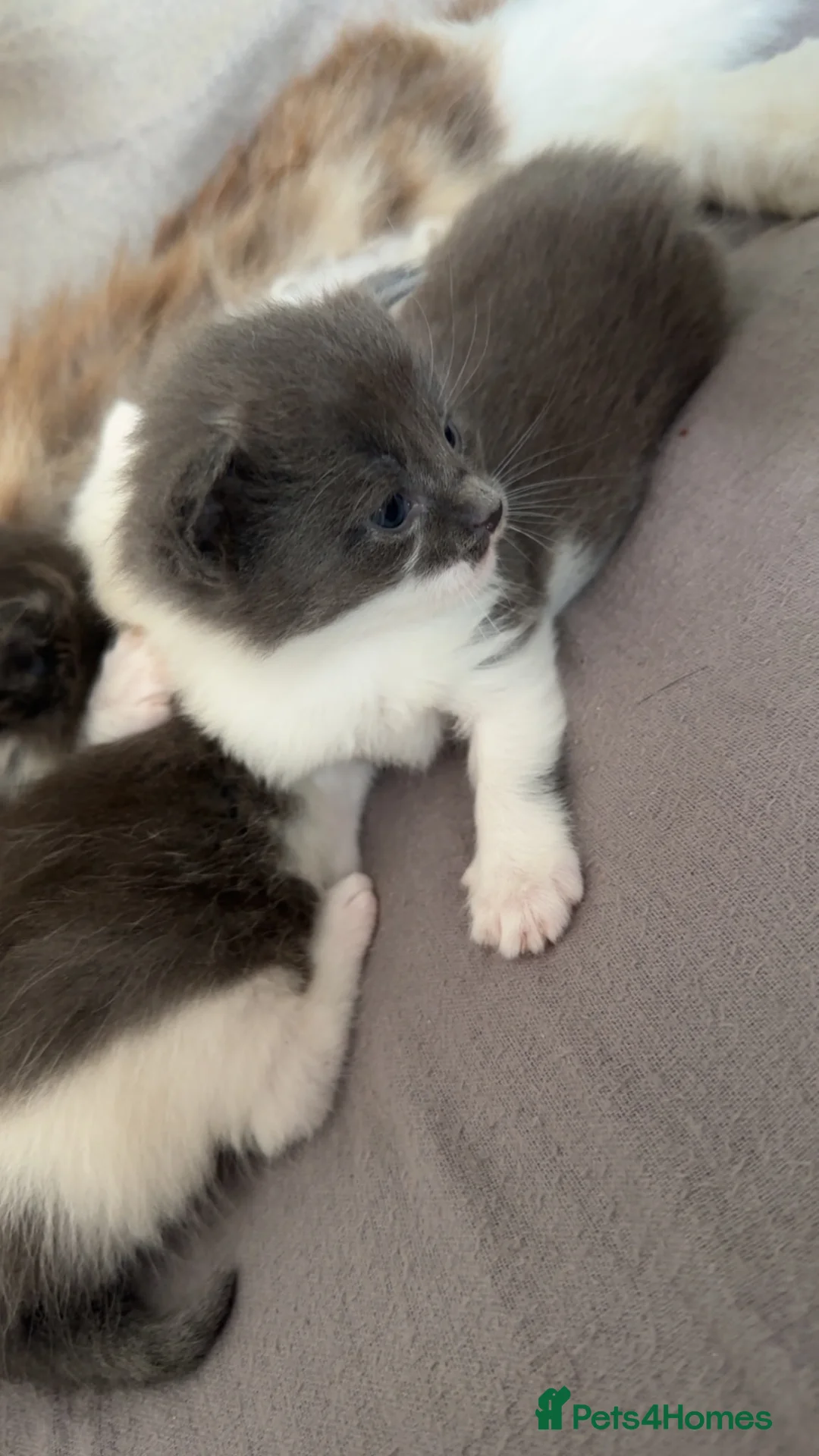 Maine Coon cats for sale: 2 female MaineCoon mixed available in Crewe - Advert 9