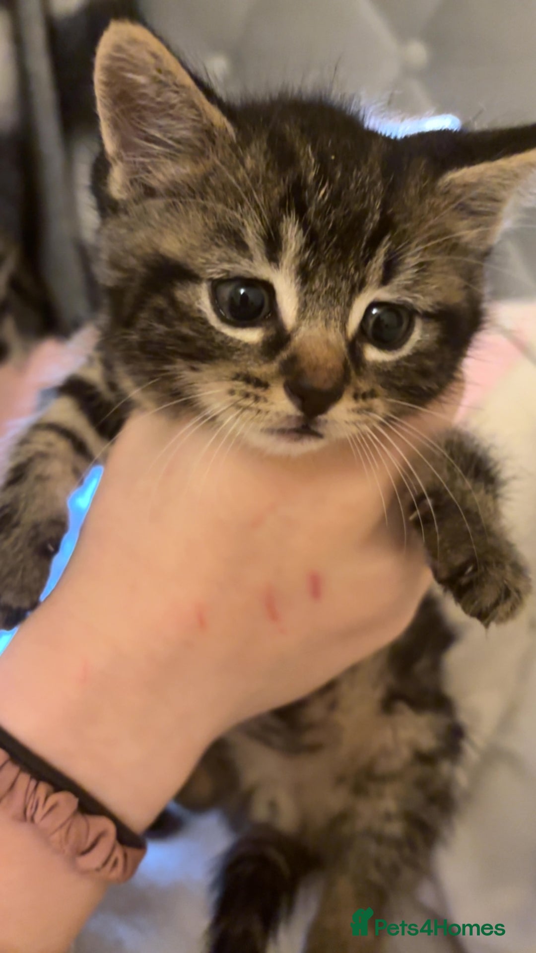 British Shorthair cats for sale: 4 kittens  - Advert 5