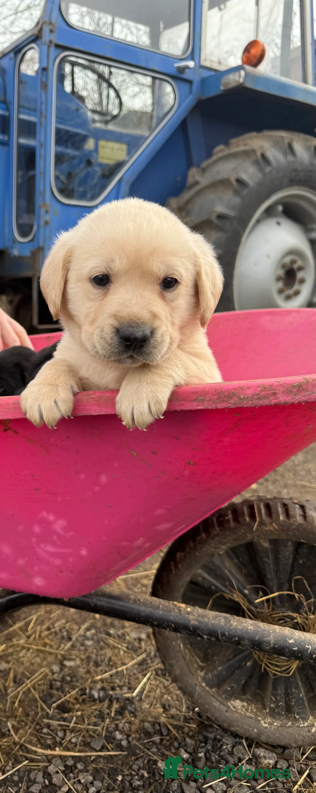 Labrador Retriever dogs for sale: Labrador retriever pups for sale black and gold X in Newark - Advert 17