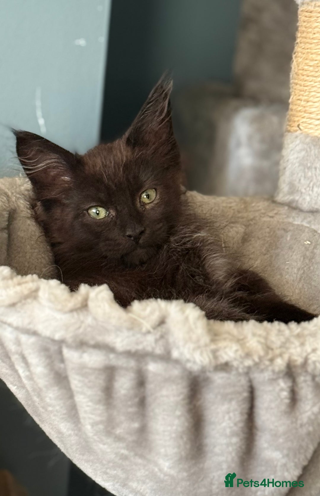 Maine Coon cats for sale: Three lovely Maine Coon babies - Advert 2