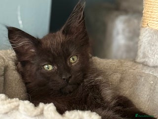 Maine Coon cats Three lovely Maine Coon babies - Advert 2