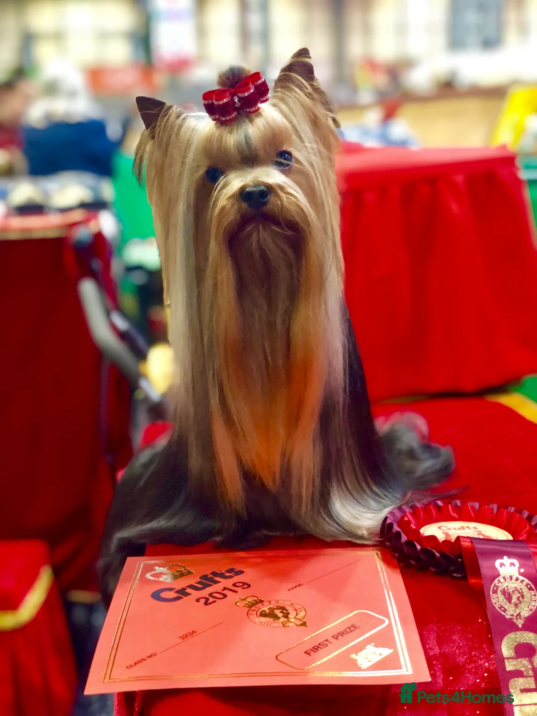 Yorkshire Terrier dogs for stud: Stunning UK champion small stud dog DNA tested in Rotherham - Advert 10