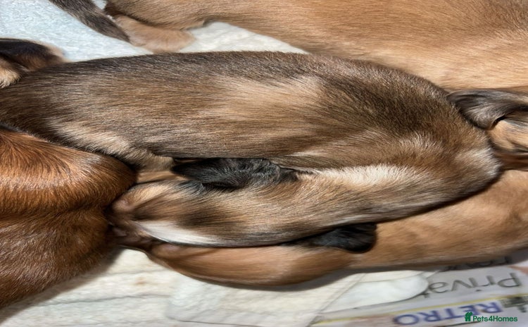Miniature Dachshund dogs in Portsmouth - Advert 14