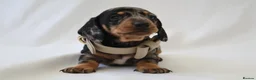 Miniature Dachshund dogs for sale: KC Miniature Dacshund Puppies For Sale - Licensed  - Advert 13