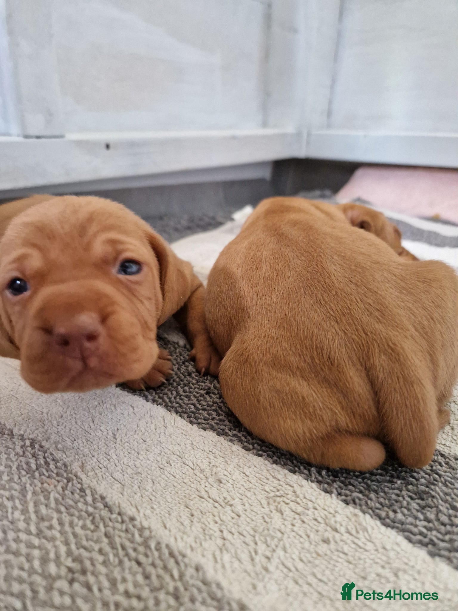 Hungarian Vizsla dogs Hungarian vizsla KC puppies for sale - Advert 3