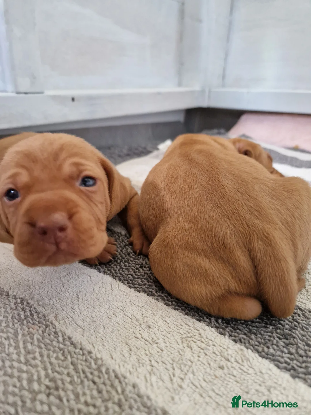 Hungarian Vizsla dogs for sale: Hungarian vizsla KC puppies for sale in Peterlee - Advert 1