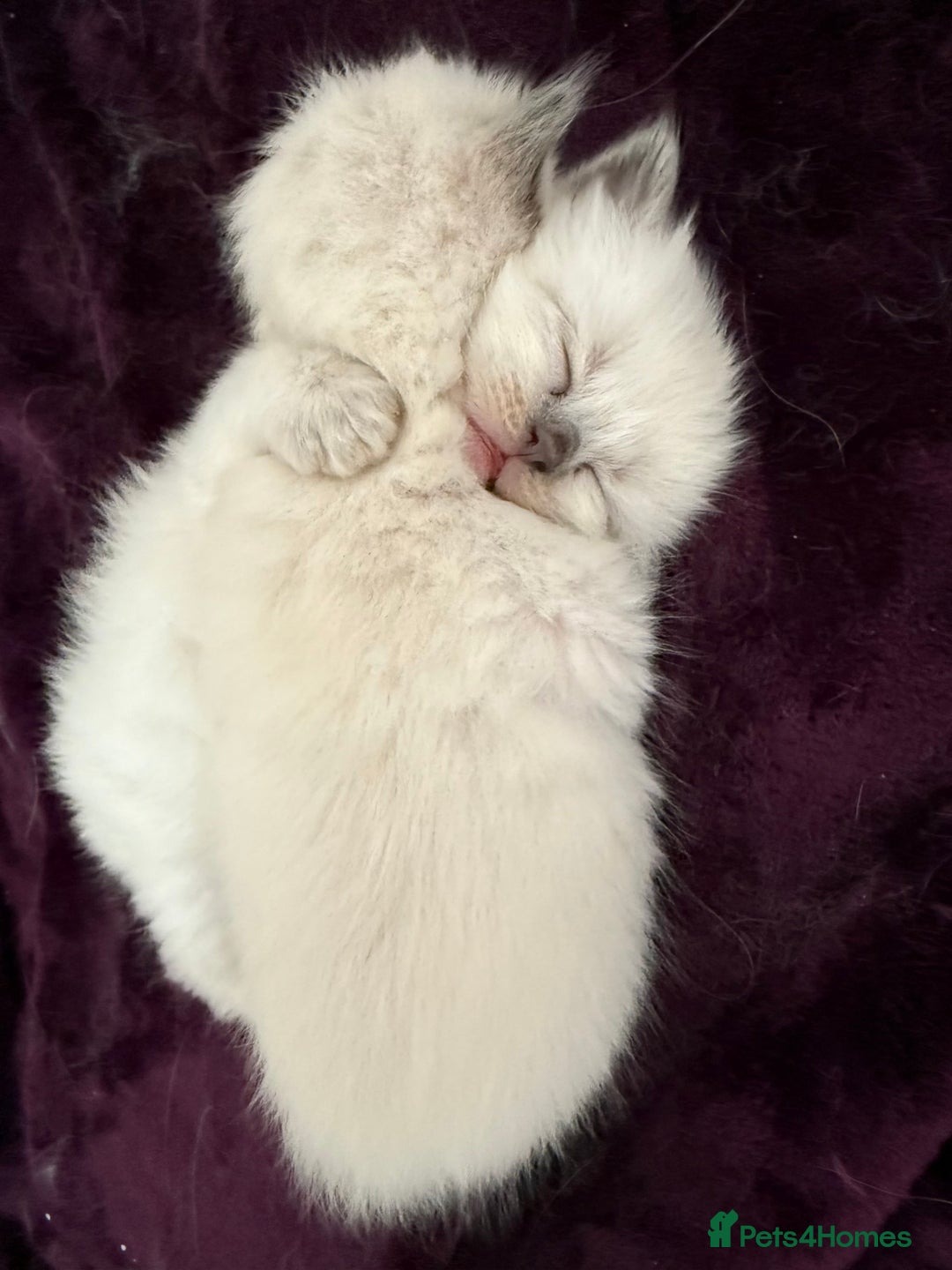 Ragdoll cats for sale: Purebred ragdoll kittens for sale  - Image 6