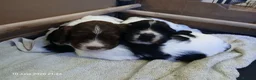 English Springer Spaniel dogs for sale: English Springer Spaniel Puppy in Eye - Advert 4