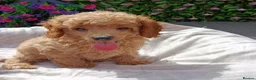 Toy Poodle dogs for sale: READY NOW HEALTH TESTED TOY POODLES KC REG  - Advert 11