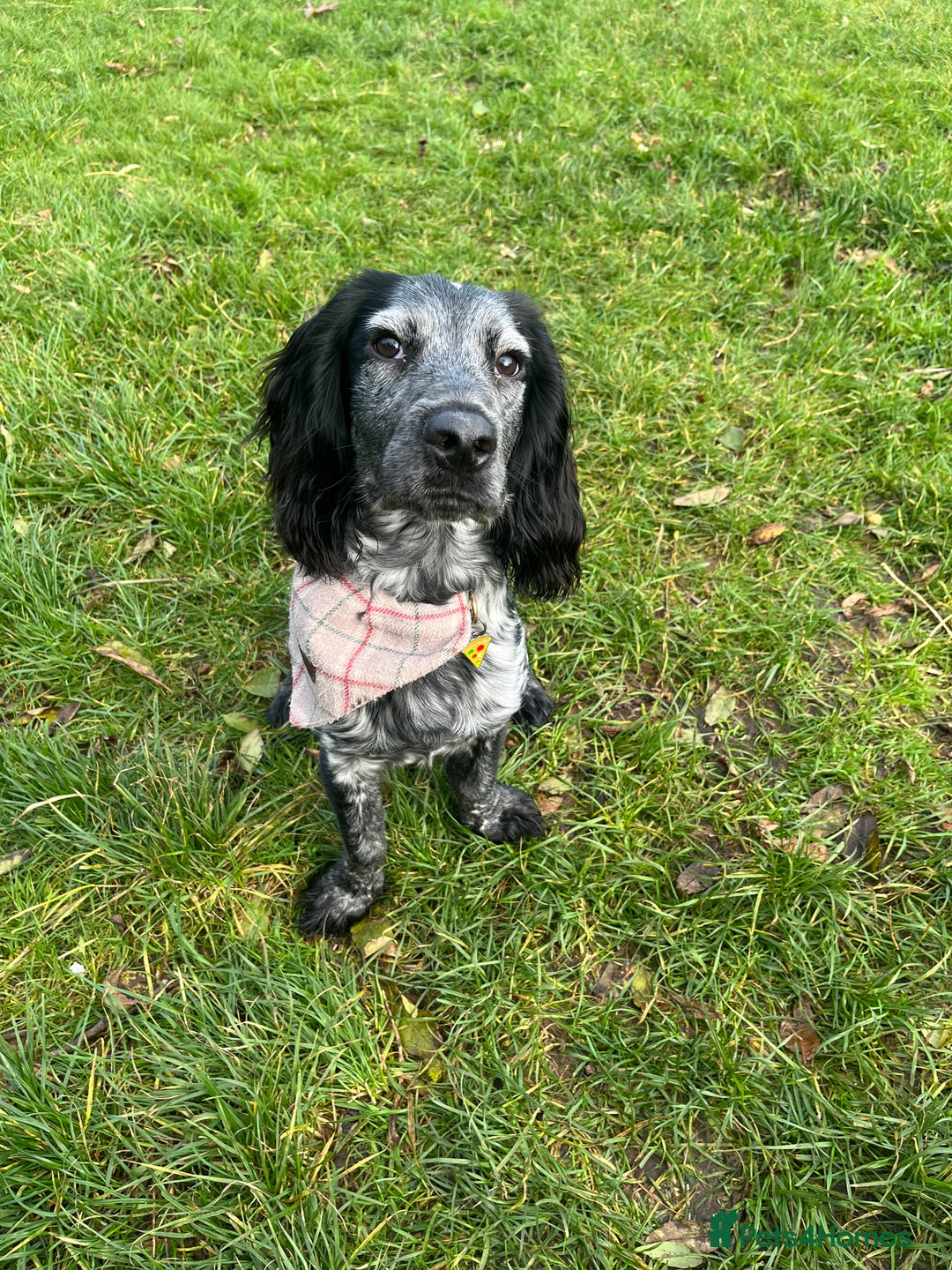 Cocker Spaniel dogs for stud: Big Stan. - Advert 8