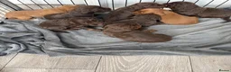 Cocker Spaniel dogs for sale: Working cocker spaniel pups  - Advert 17