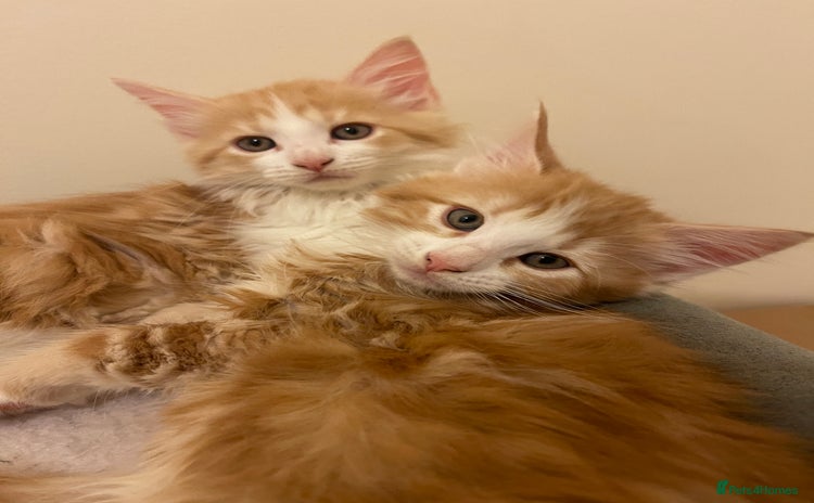 Mixed Breed cats Fluffy Half Maine Coon - Advert 3