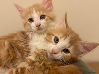 Mixed Breed cats Fluffy Half Maine Coon - Advert 12