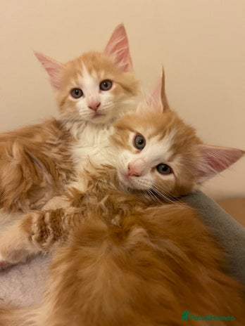 Mixed Breed cats Fluffy Half Maine Coon - Advert 1