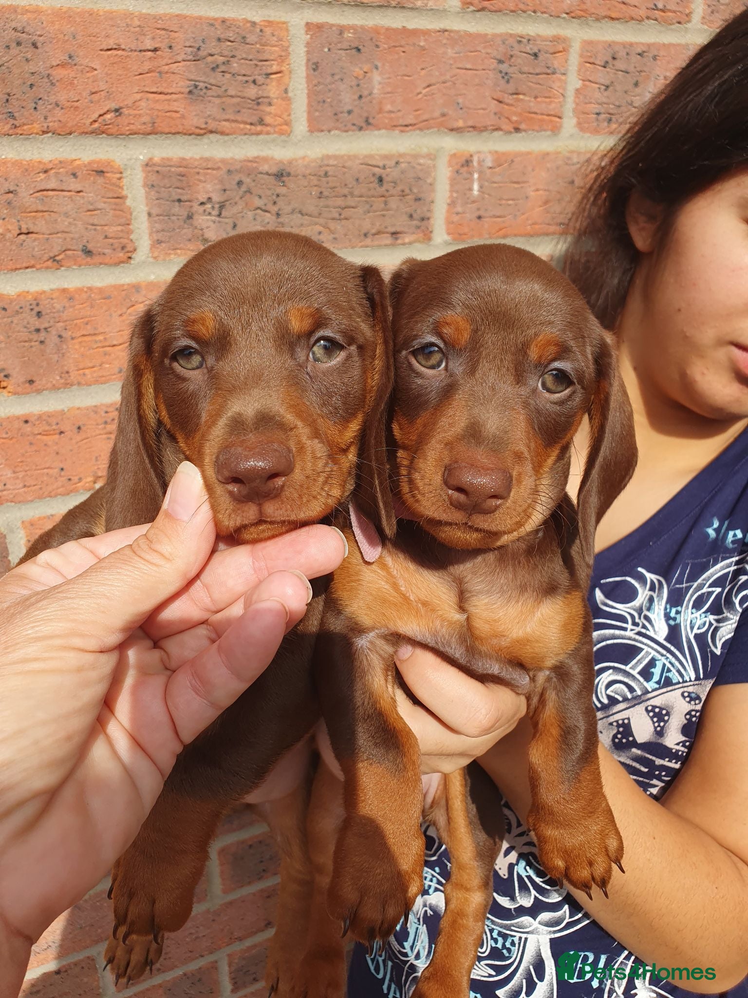 Dachshund dogs 2 Stunning Chunky Dachunds 1 female 💓 1 male 💛 - Advert 1
