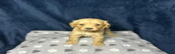 Cocker Spaniel dogs for sale: Working Cocker Spaniel - Chocolate, Roans, Golden - Advert 19