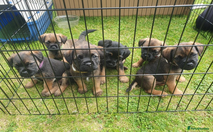 Border Terrier dogs - Advert 1