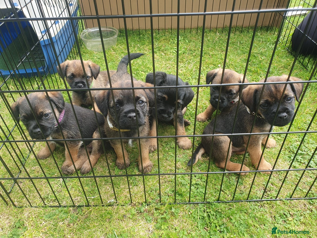 Border Terrier dogs for sale: Outstanding Litter of Border Terriers - Image 1