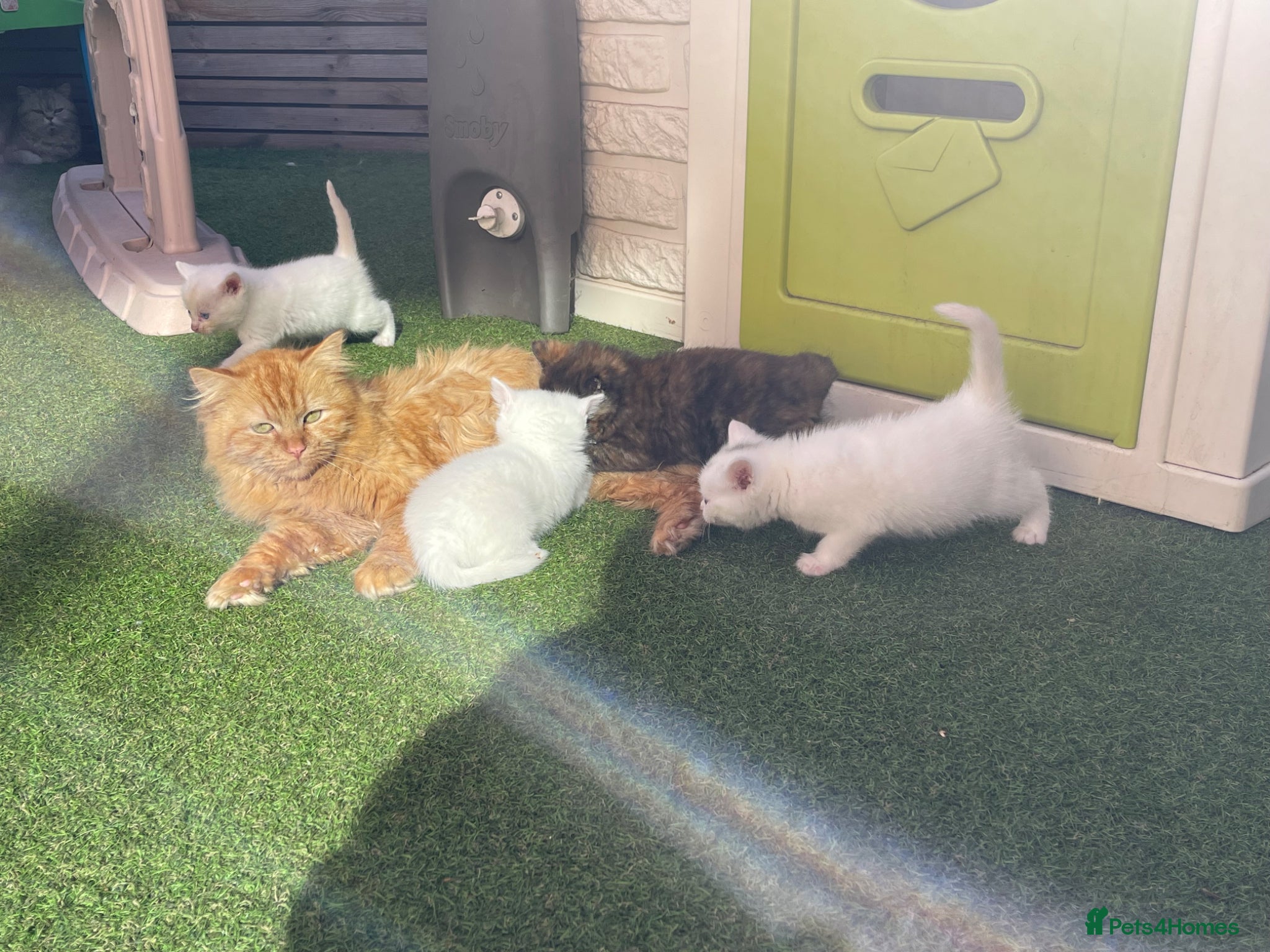 Mixed Breed cats 💕 beautiful kittens available 💕 - Advert 4