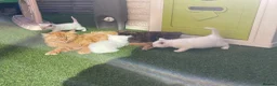 Mixed Breed cats for sale: 💕 beautiful kittens available 💕 - Advert 1
