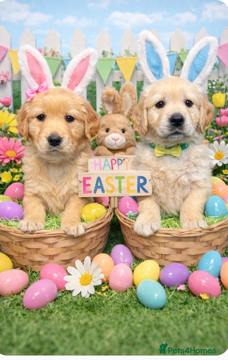 Golden Retriever dogs beautiful golden pups #only 2 boys available# - Advert 1