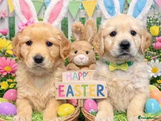 Golden Retriever dogs beautiful golden pups #only 2 boys available# - Advert 1