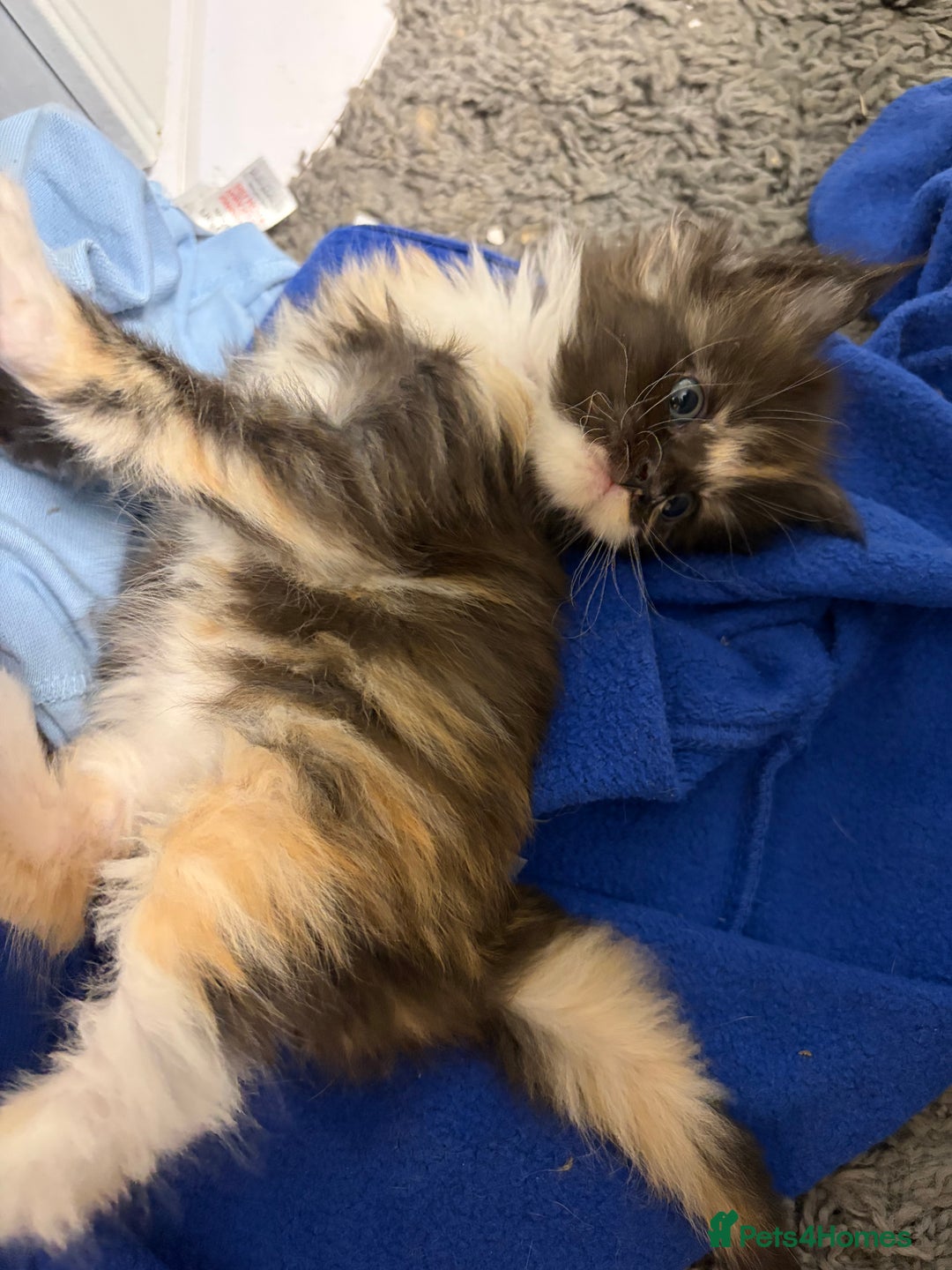 Maine Coon cats for sale: Champion Russian line full Maine coon kittens - Advert 5