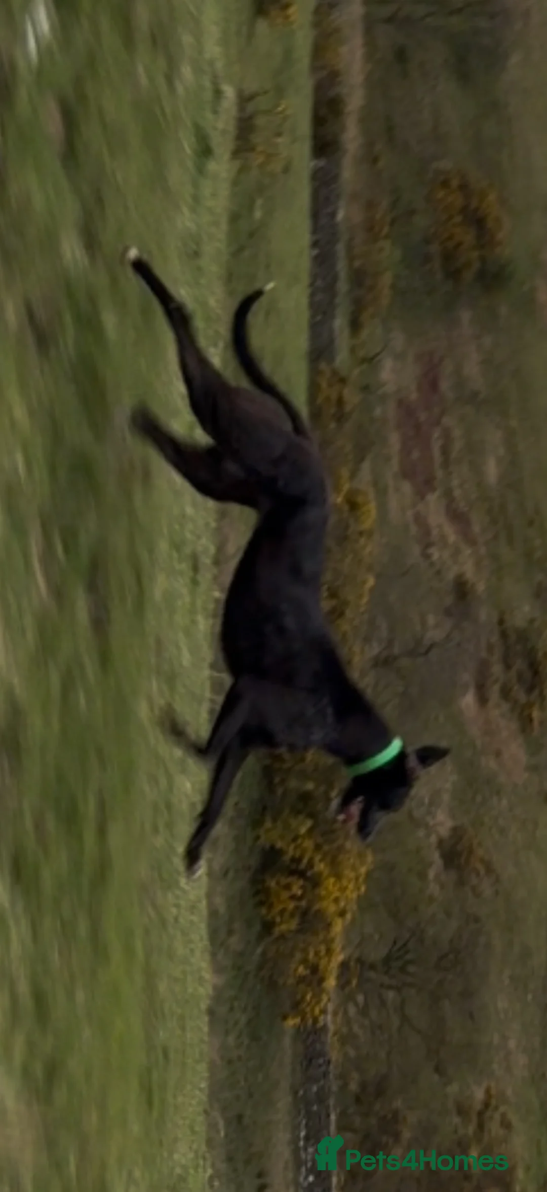 Lurcher dogs for sale: Bull greyhound deerhound greyhound Female  - Advert 2