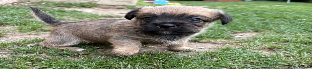 Jack Russell Puppy 3