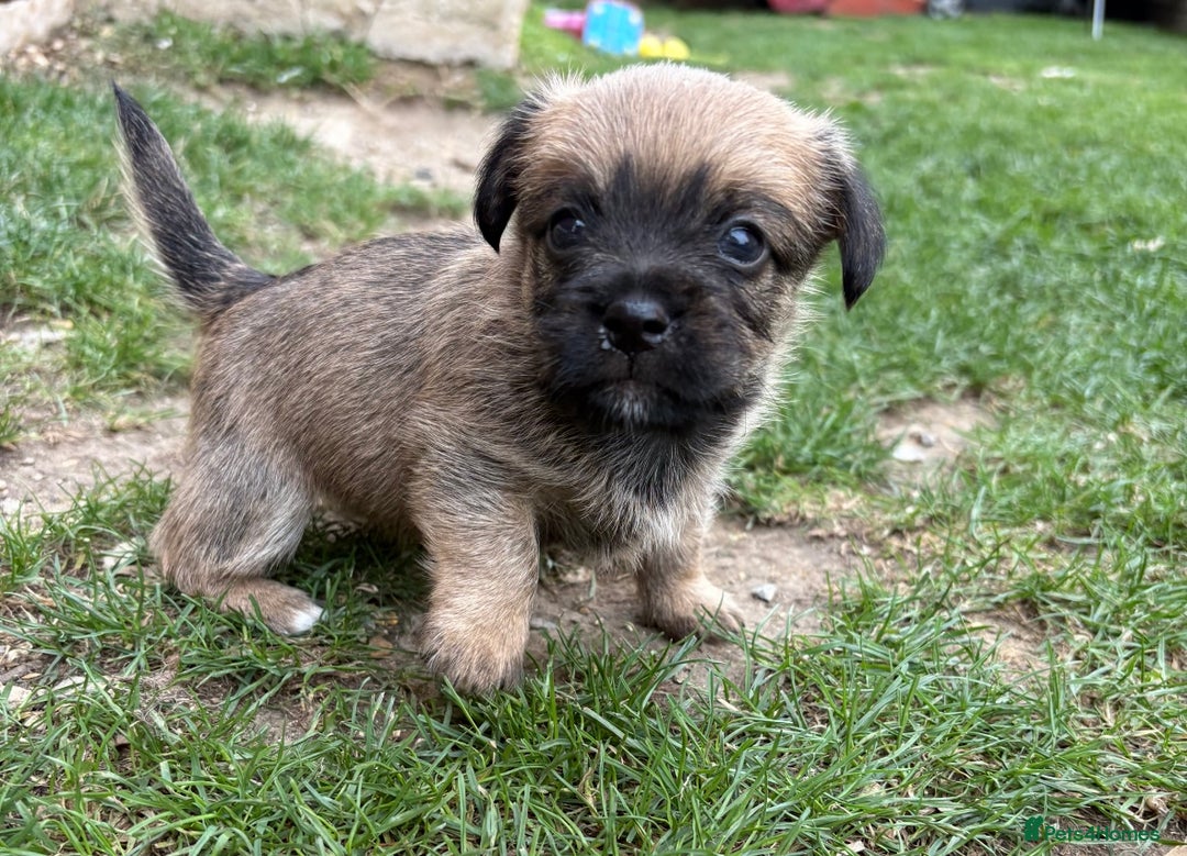 Jack Russell dogs for sale: Stunning Jack Russell’s ready in 2 weeks  - Image 4