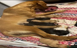 Labrador Retriever dogs for sale: Gorgeous Labrador Puppies   - Image 1