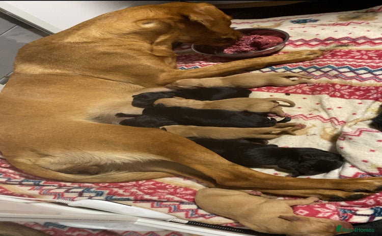 Labrador Retriever dogs - Advert 4