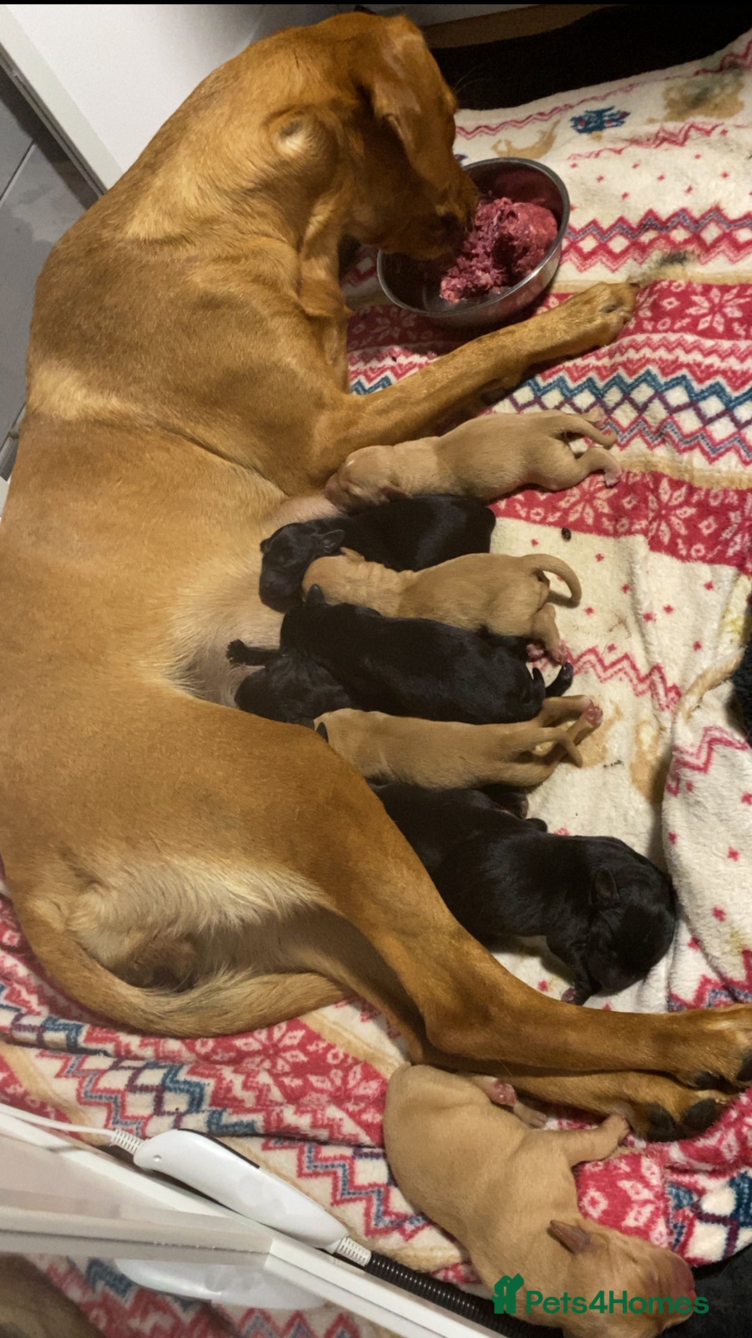 Labrador Retriever dogs for sale: Gorgeous Labrador Puppies   - Image 1