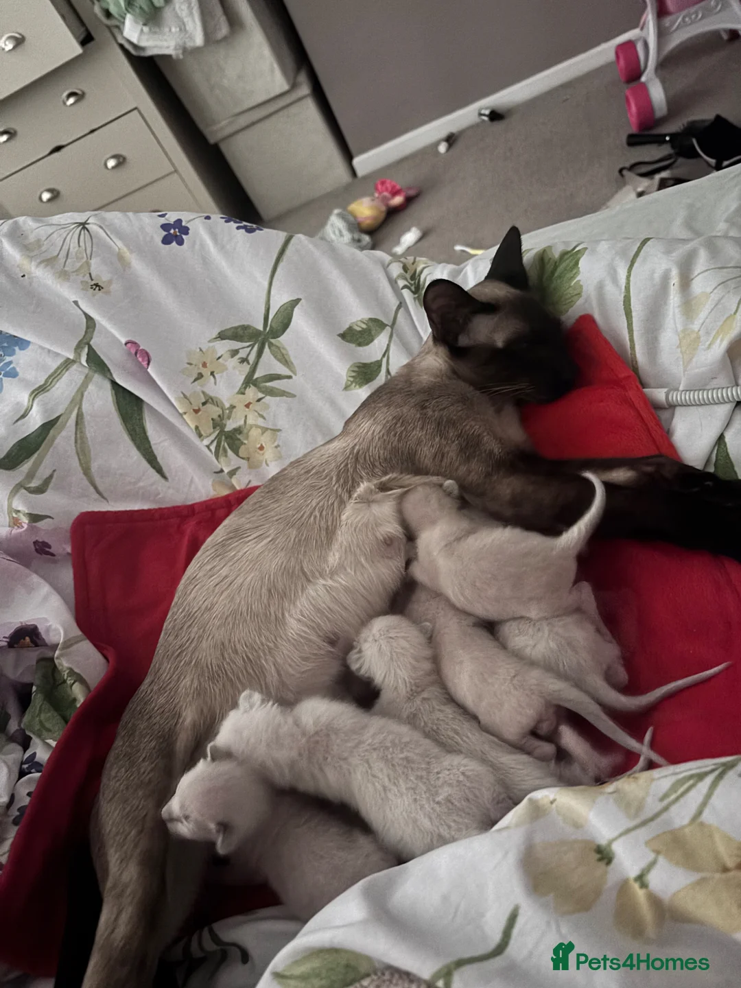 Siamese cats for sale: Siamese Kittens 🐱  in Birkenhead - Advert 2