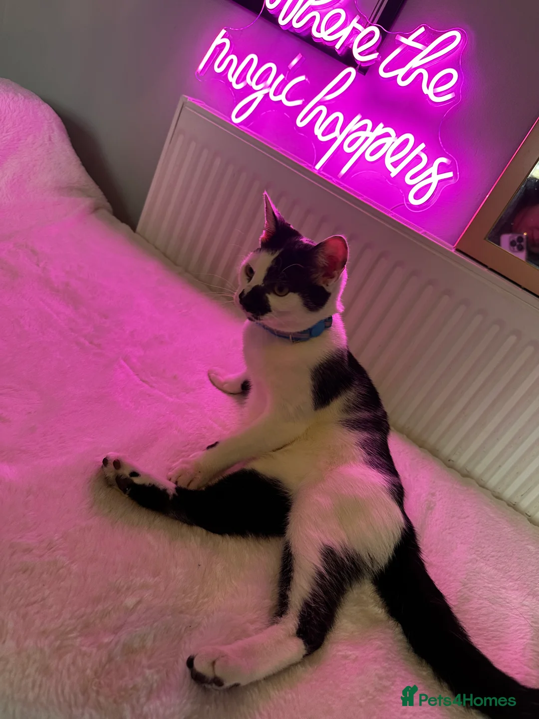 Mixed Breed cats for sale: Rehoming our loving cat Ghost - Advert 2