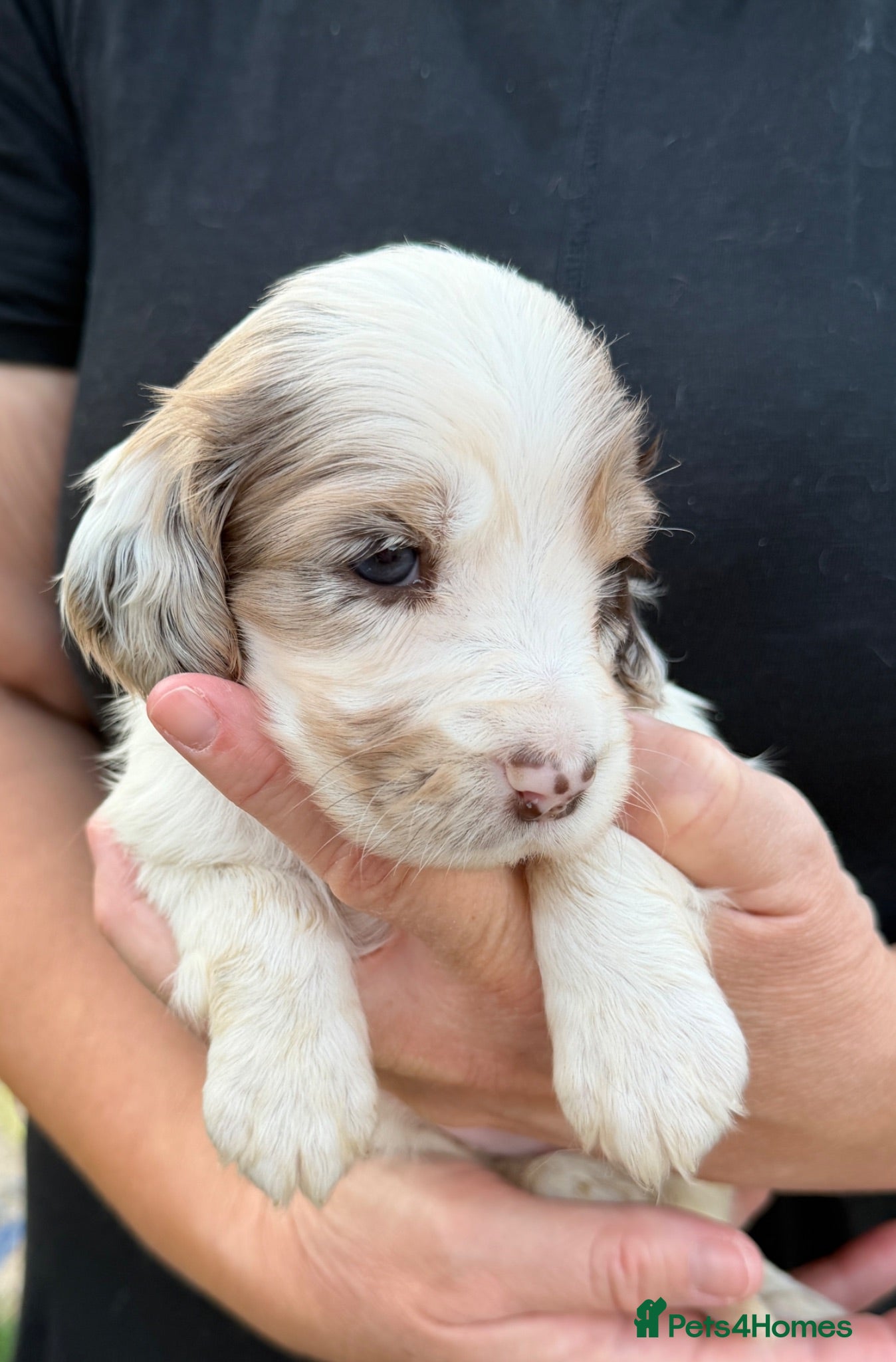 Cocker Spaniel dogs Beautiful Cocker Spaniel Puppies Beautiful Colours - Advert 2