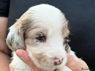 Cocker Spaniel dogs Beautiful Cocker Spaniel Puppies Beautiful Colours - Advert 2