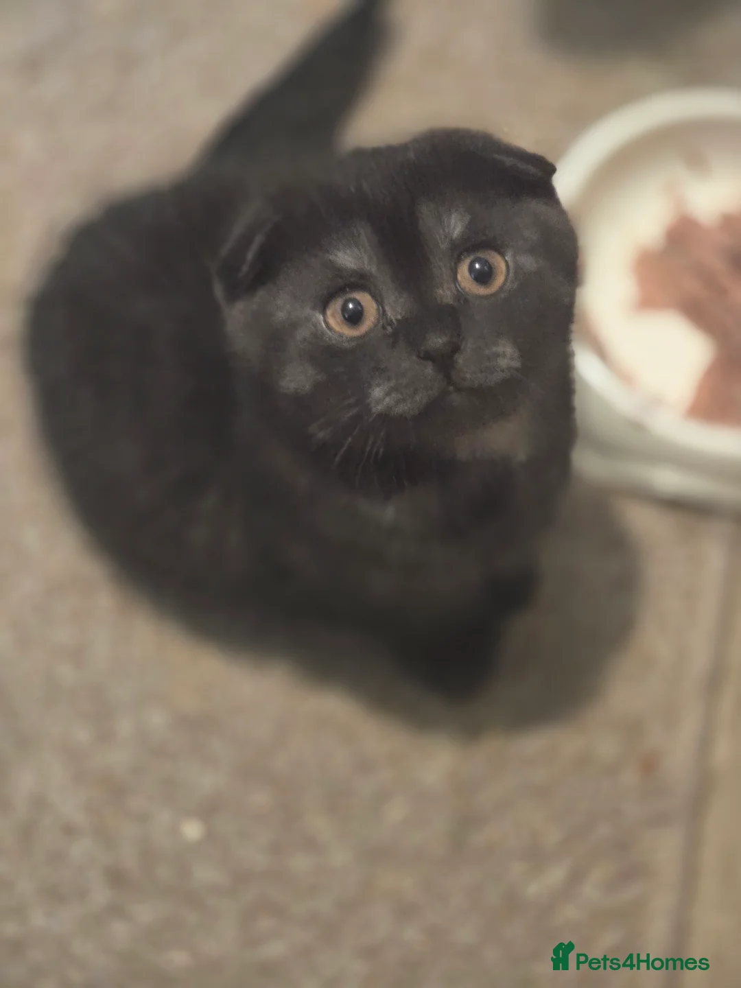 Scottish Fold cats for sale: 🥰LAST  BOY 💜🩵 - Advert 15